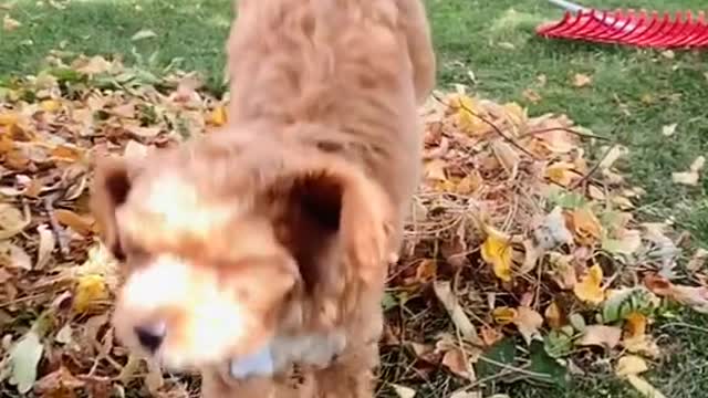 Cute dog funny moment 2022 | dog very funny video| cute honny2022