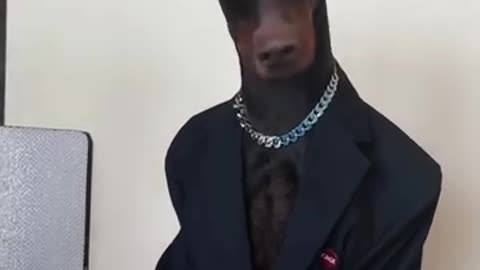 fashion dog