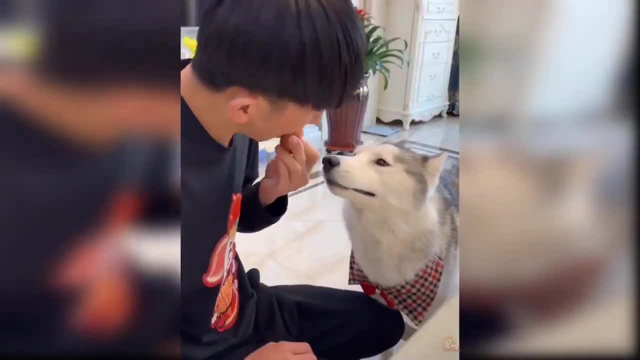 Funny Dogs and Cats Reaction to Magic Tricks | Funny Animals