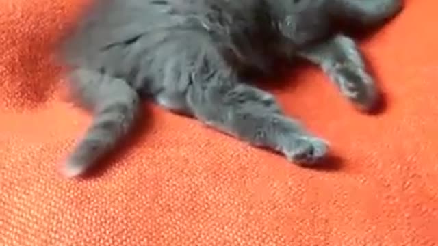 My baby kitten « perla » is waking up