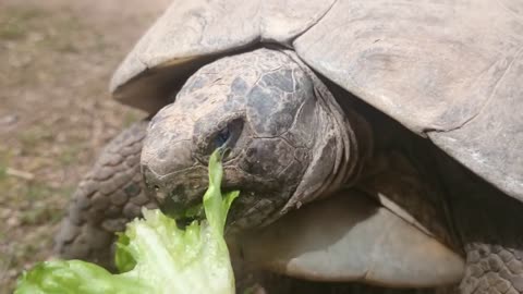 Turtle enjoys salad.