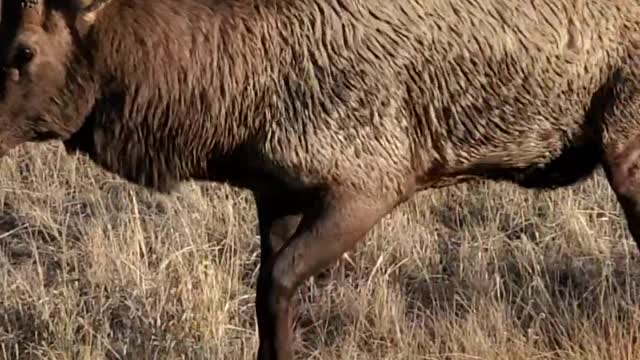 Amazing Bull Elk Rut