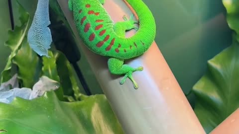 Crimson giant day gecko