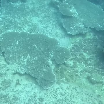 Dive into a Snorkeling Adventure