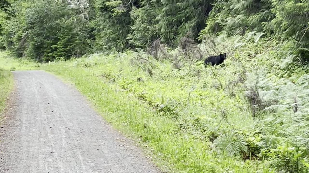 Runner Encounters Bear on Trail