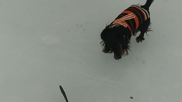 Hockey Dachshund