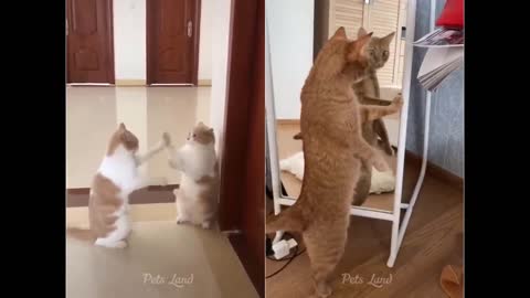 Funniest Cats and Dogs Funny Style Activities
