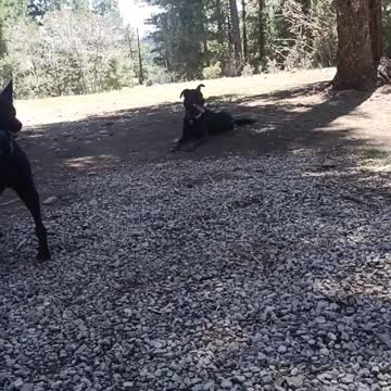 Dispersed camping in Lincoln National Forest near Cloudcroft, New Mexico