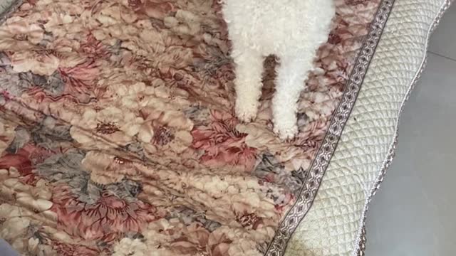 teddy playing in bed