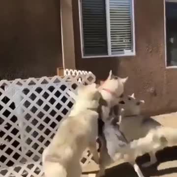 Huskies have live chicken for lunch