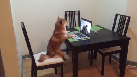 Perro se sienta como humano y mira vídeos es la laptop