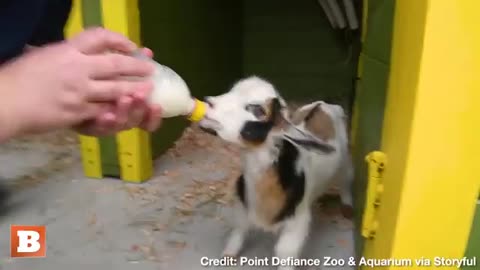 Adorable Kid Goats Make Their Presence Known