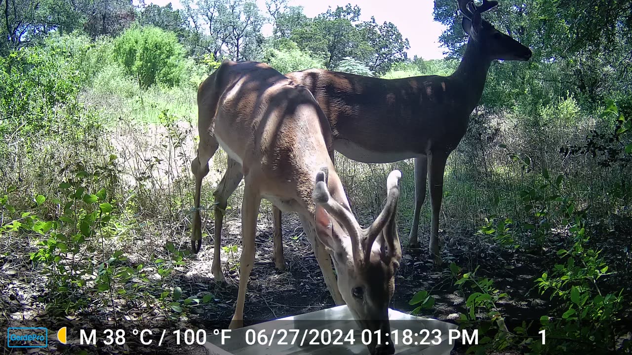 Antlers