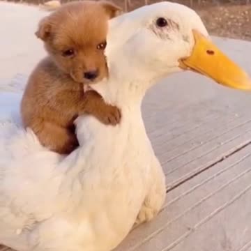 Adorable Puppy Play With Duck