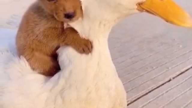 Adorable Puppy Play With Duck