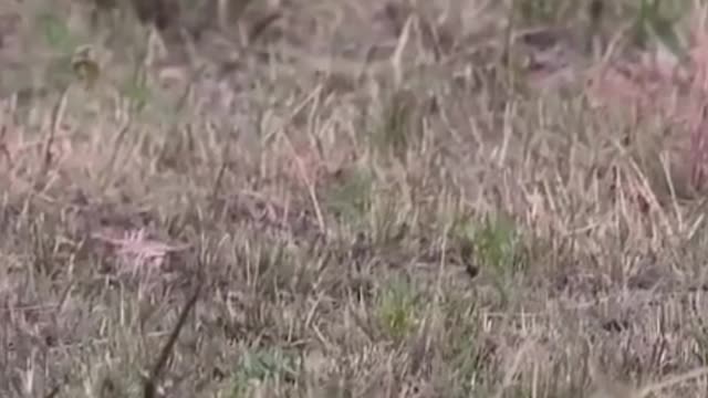 Little cheetah practicing how to hunt, deer practicing how to escape!