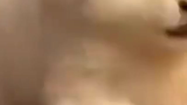 cute doguinhos