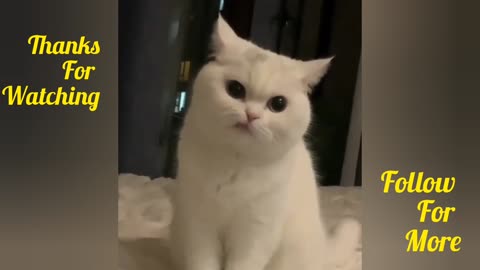 Cute cats video