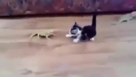 Kitten playing with lizards