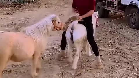 Animal husbandry | Breeding Technique Animal.