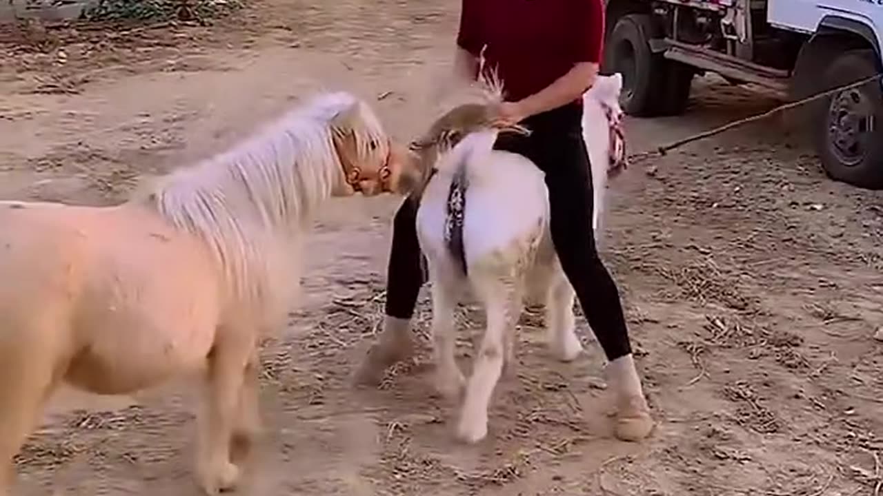 Animal husbandry | Breeding Technique Animal.