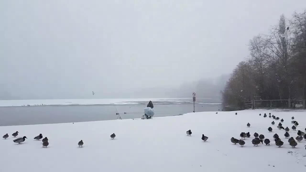 Ducks walking on snow on a snowy day 🦆❄️