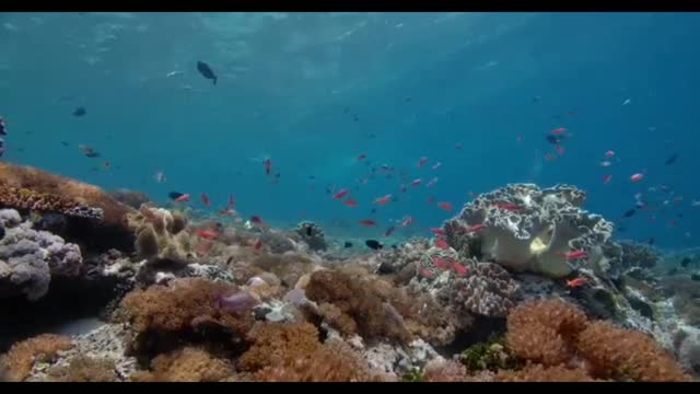 Nice dive in Komodo with perfect visibility and nice coral