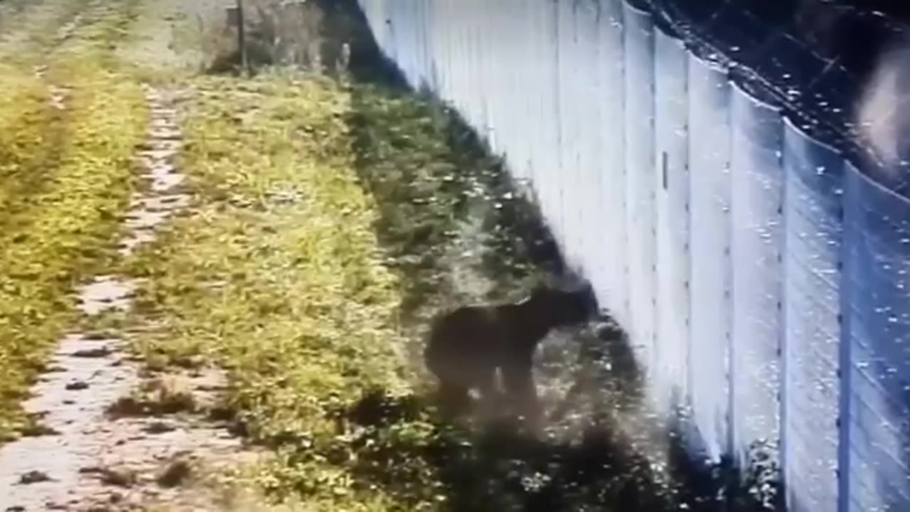 A bear attempts to escape to Belarus