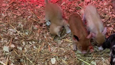 Rescued Kitty Befriends Piglets