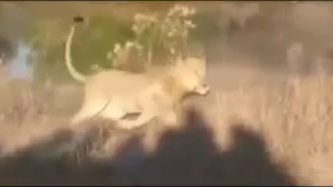 Wild animals# Most amazing Attack ...