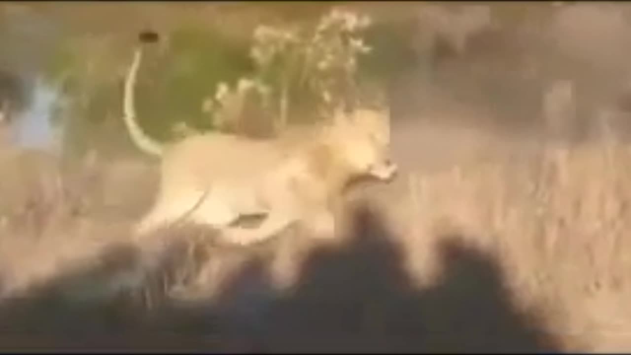 Wild animals# Most amazing Attack ...