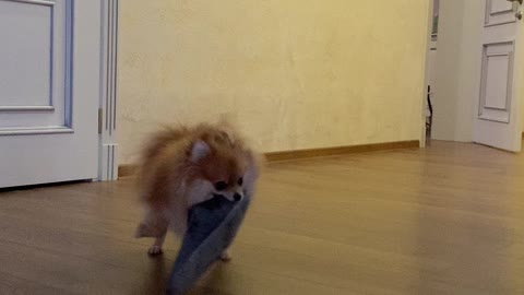 Pomeranian Shakes Slipper