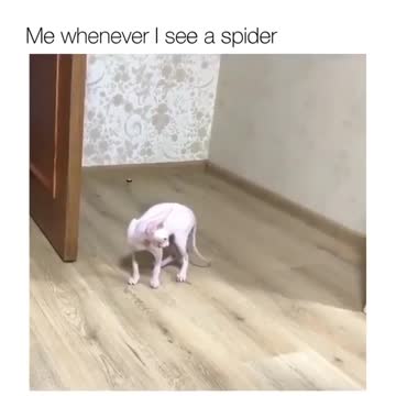 affraid for the spider