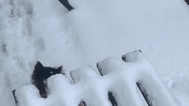 My kitten loves the snow!