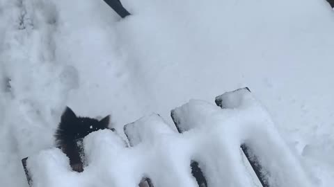 My kitten loves the snow!
