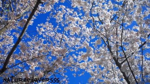 Blue sky with white flowers 😍