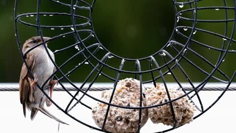 Funny and cut animals/Sparrow Bird at wet feeders