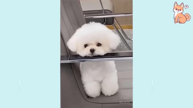 Puppies Cute Funny