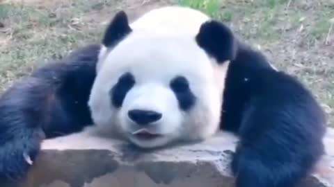 Panda goes to the toilet with difficulty