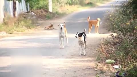 Real dogs fake tiger/lion funny prank full of laugh