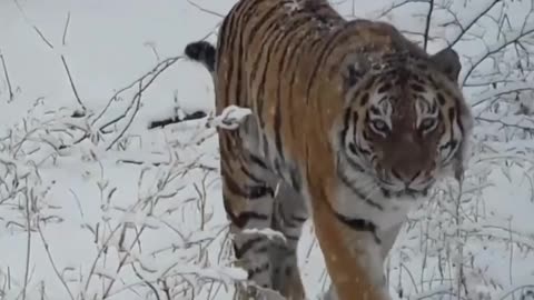 Tiger moment, tiger video, tigers skill