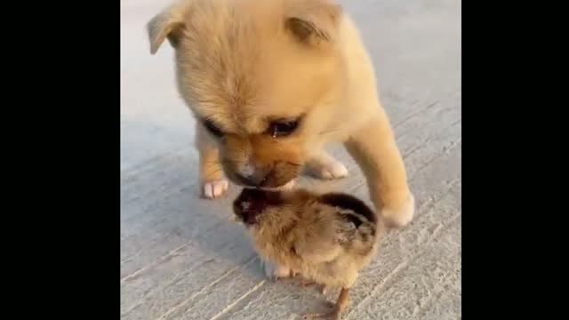 When a dog hears a chick crow, it touches its head