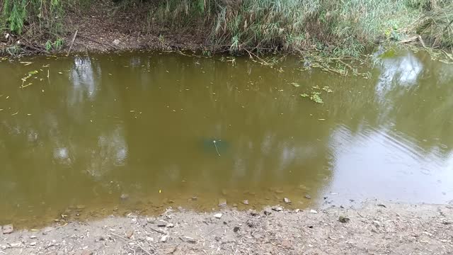 There are a lot of small fish in this river.