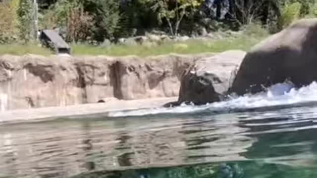 Wild Elephants can walk in water