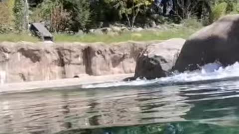 Wild Elephants can walk in water