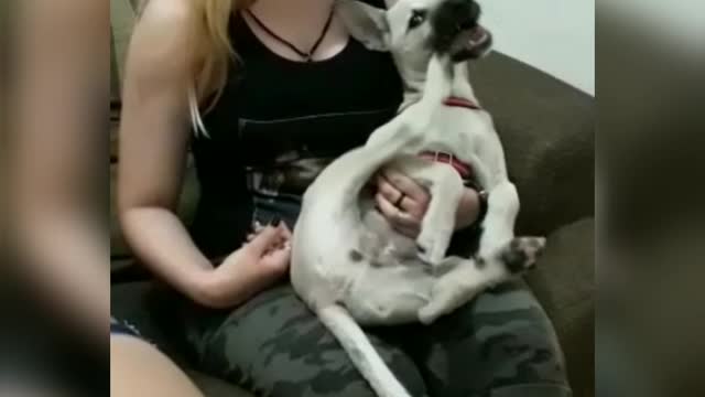 THINKER FEMALE DOG 😂😂