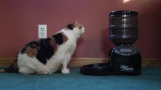 Chubby kitty outsmarts automated food dispenser!