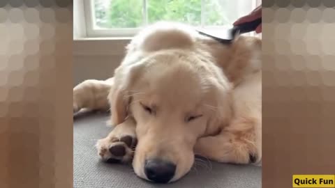 Golden Retrievers Funny Video