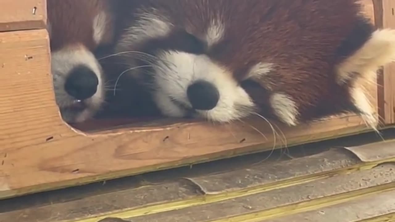 Cute panda