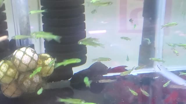 Goldfish name is green apple